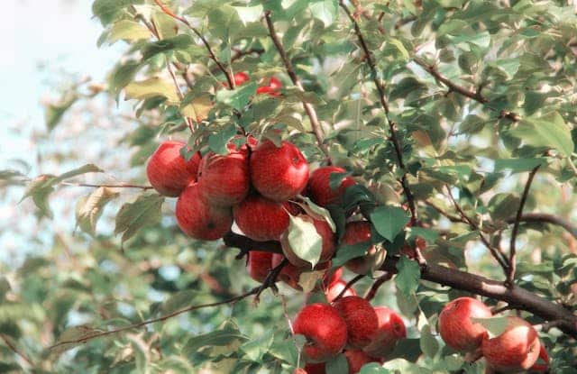 snack nourrissant 